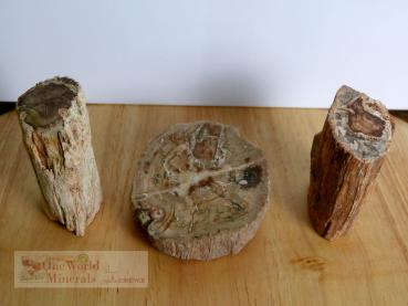 Preview: Versteinertes Holz,  polierte Scheibe und 2 Stämmchen - Unikate