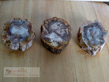 Versteinertes Holz, 3 polierte Scheiben - Unikate