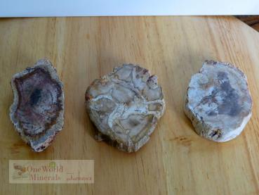 Versteinertes Holz, 3 polierte Scheiben - Unikate
