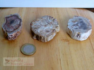 Preview: Versteinertes Holz, 3 polierte Scheiben - Unikate