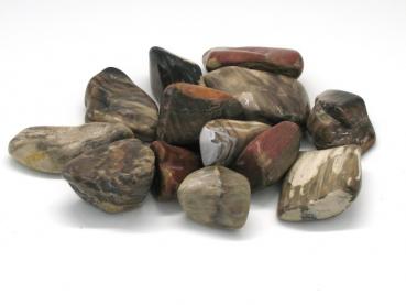 versteinertes Holz Trommelstein
