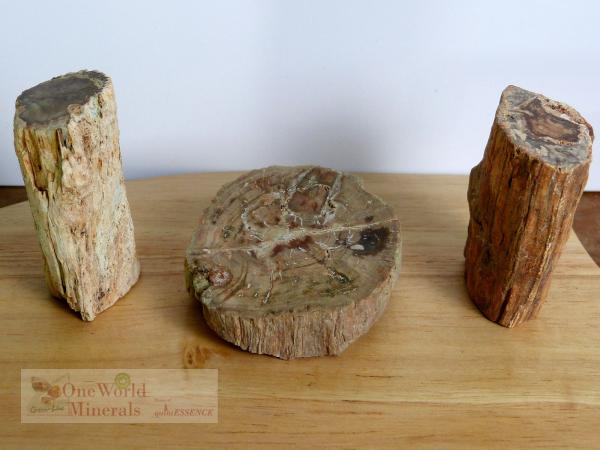 Versteinertes Holz,  polierte Scheibe und 2 Stämmchen - Unikate