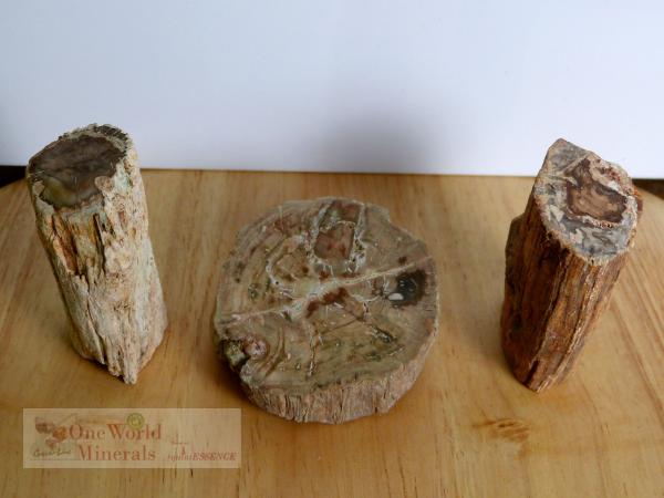 Versteinertes Holz,  polierte Scheibe und 2 Stämmchen - Unikate