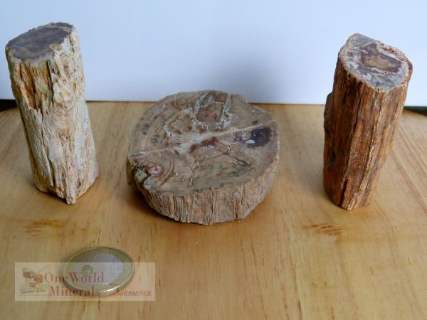 Versteinertes Holz,  polierte Scheibe und 2 Stämmchen - Unikate