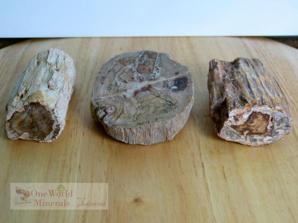 Versteinertes Holz,  polierte Scheibe und 2 Stämmchen - Unikate