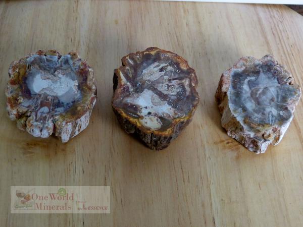Versteinertes Holz, 3 polierte Scheiben - Unikate