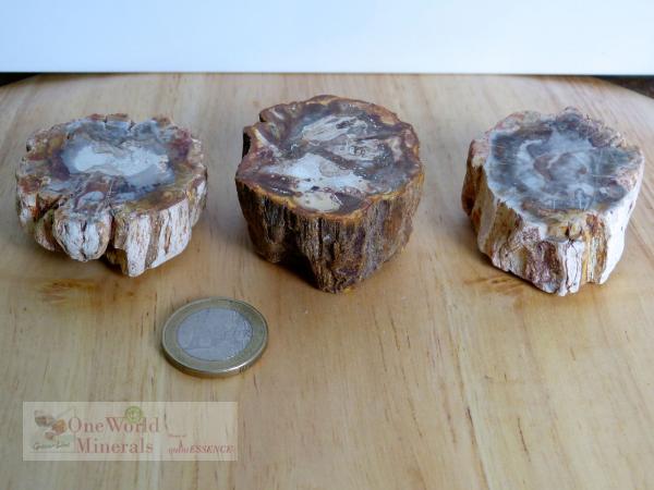 Versteinertes Holz, 3 polierte Scheiben - Unikate